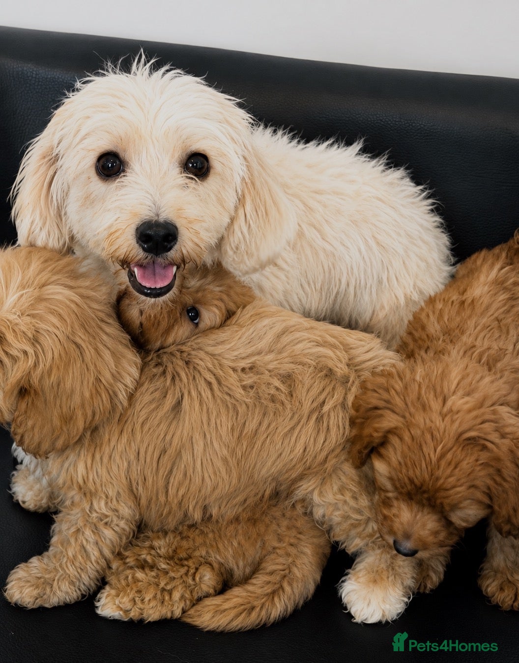 Maltipoo dogs Beautifulpuppy  - Advert 4