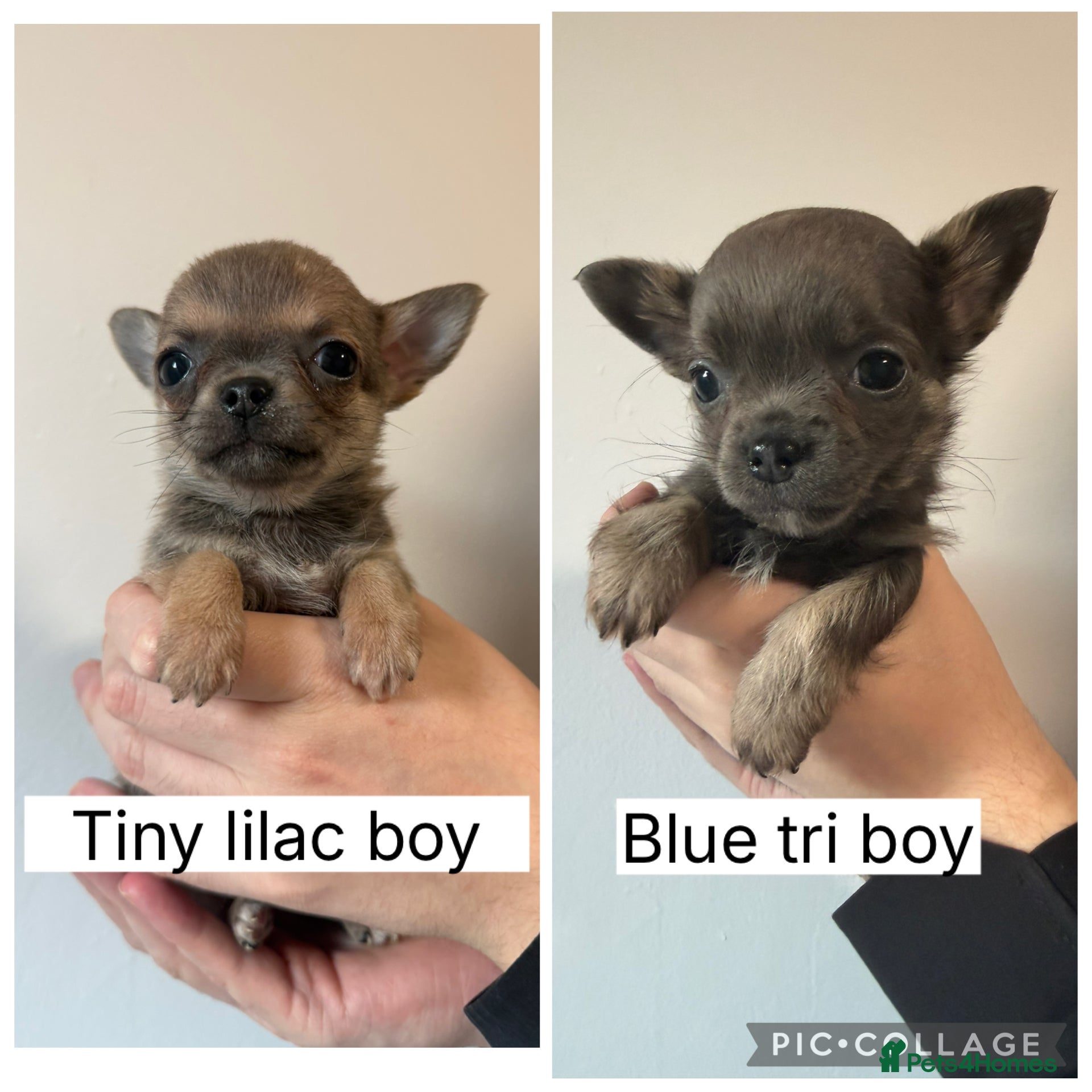 Chihuahua dogs Cheeky chihuahuas  - Advert 14