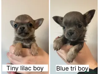 Chihuahua dogs Cheeky chihuahuas - Advert 14