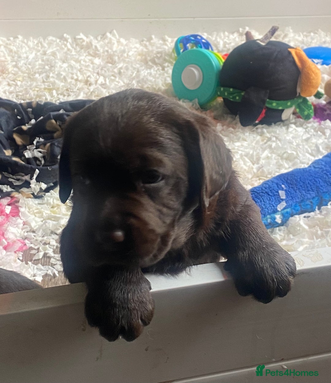 Labrador Retriever dogs for sale: Chocolate Labrador Puppies  - Advert 8