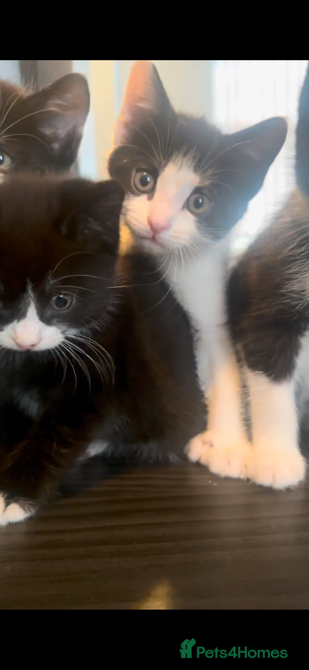 Mixed Breed cats for sale: Black & white kittens! 🐾 - Advert 2