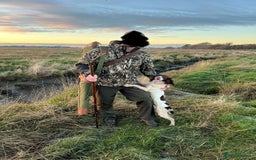 English Springer Spaniel dogs for sale: Working English Springer Spaniel - Image 2