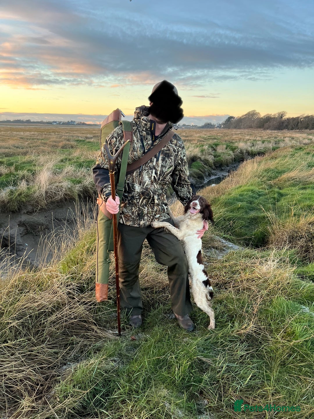 English Springer Spaniel dogs for sale: Working English Springer Spaniel - Image 2