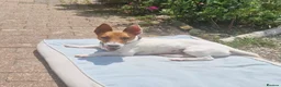 Mixed Breed dogs for adoption: 🐾 Meet Jake – A Happy, Bouncy Young Terrier! 🐾 in Northallerton - Advert 5