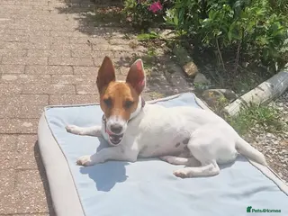 Mixed Breed dogs 🐾 Meet Jake – A Happy, Bouncy Young Terrier! 🐾 - Advert 8