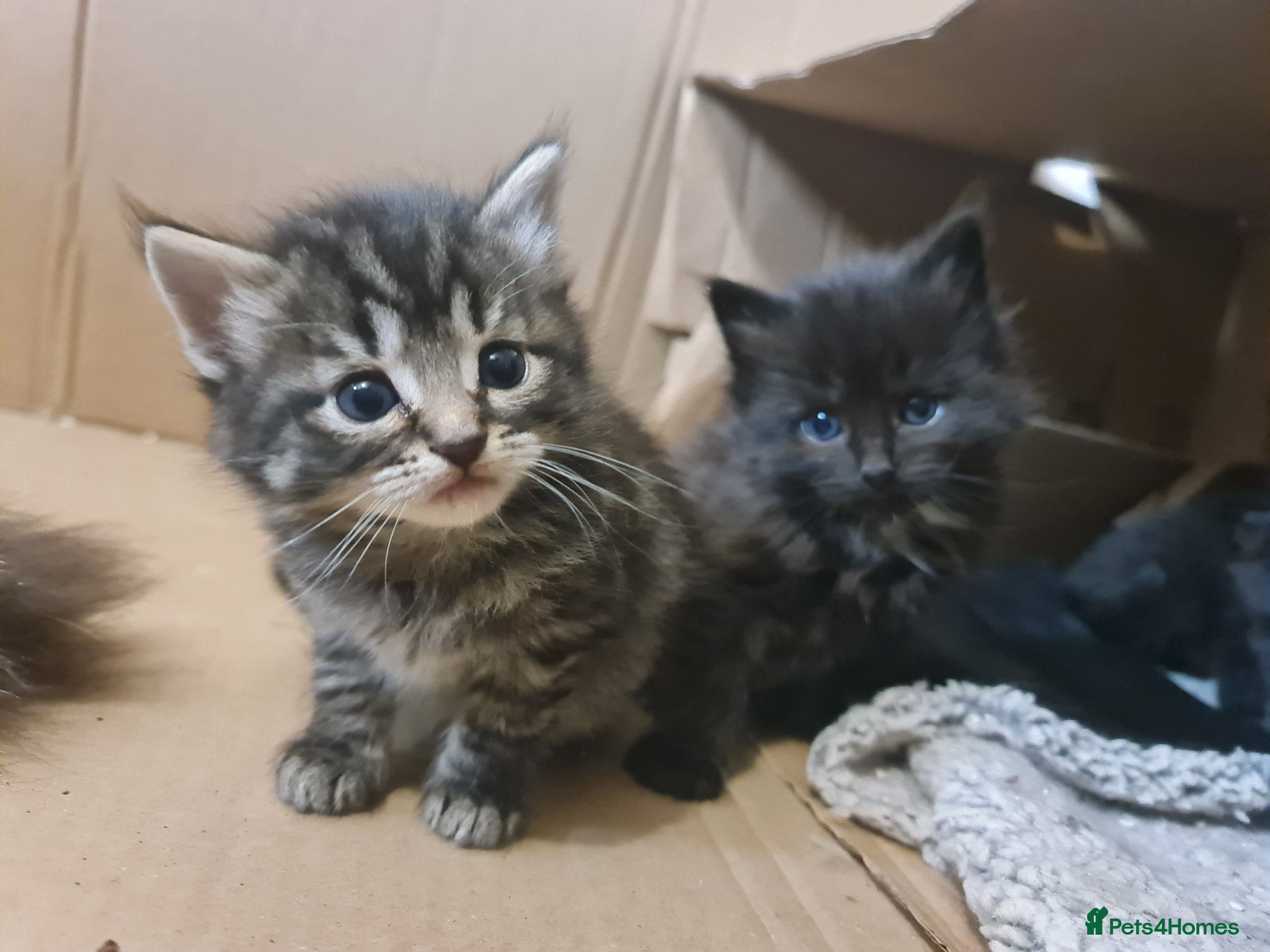 Mixed Breed cats 2 brother kittens for sale - Advert 8