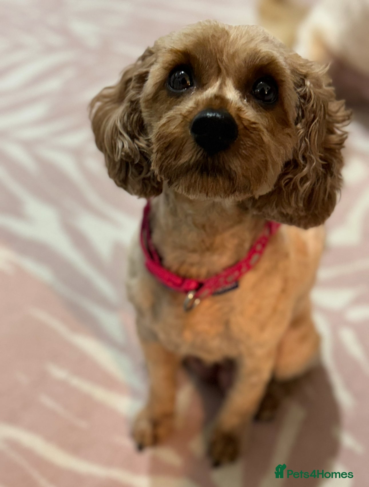 Cavapoo dogs Dog Trainer Selling Supreme Cavapoo furbabies   - Advert 2