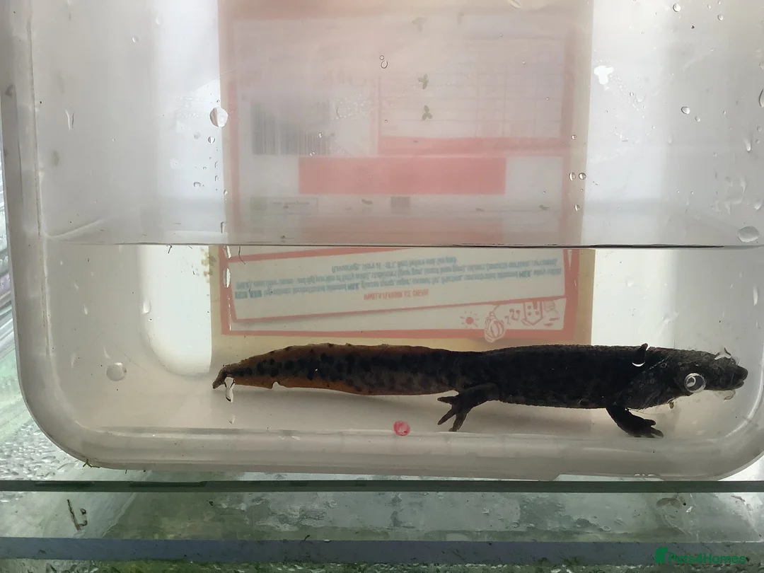 Newt reptiles for sale: Sharp ribbed newts for sale - Advert 3