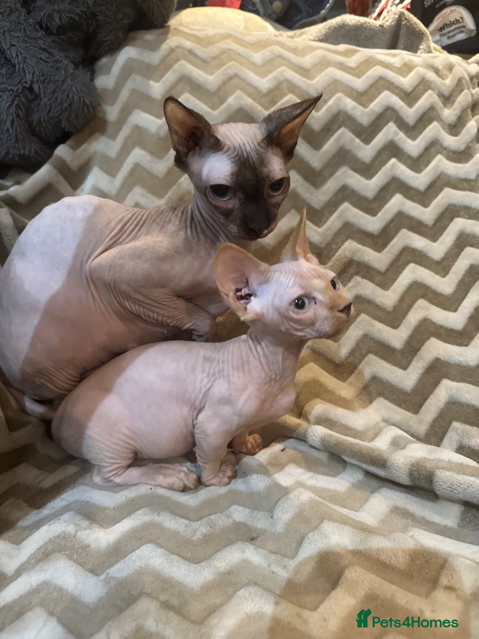 Sphynx cats sphynx and bambino kittens  - Advert 17