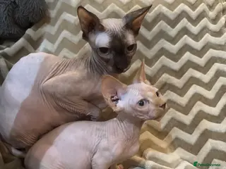 Sphynx cats sphynx and bambino kittens - Advert 16
