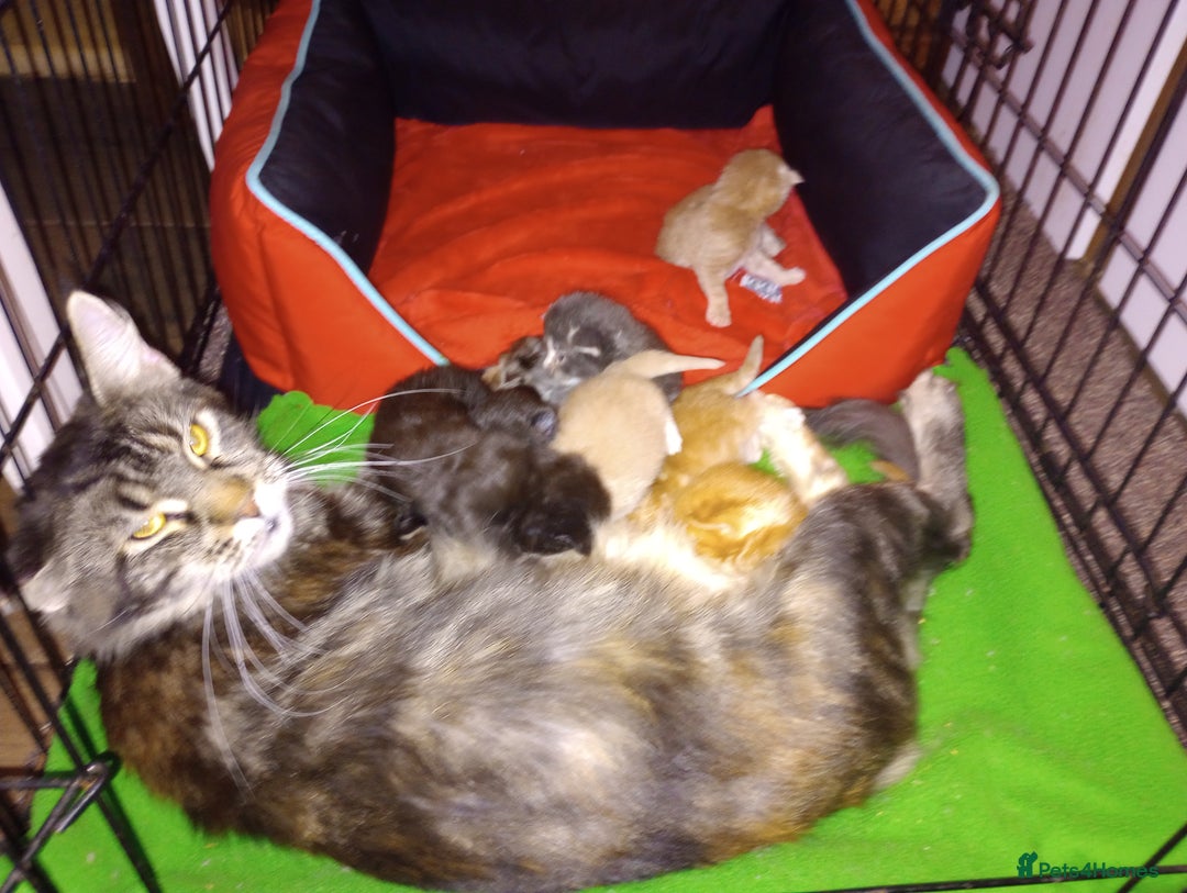 Maine Coon cats for sale: I have Beautiful healthy maicoon XL  - Image 40