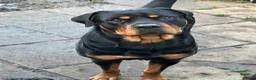 Rottweiler dogs for stud: Looking a female Rottweiler to breed with my male  in London - Advert 5