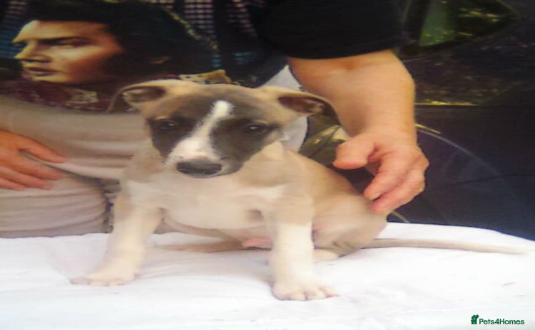 Whippet dogs - Advert 2