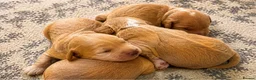 Poochon dogs for sale: Beautiful Poochon Puppies  in Cambridge - Advert 6