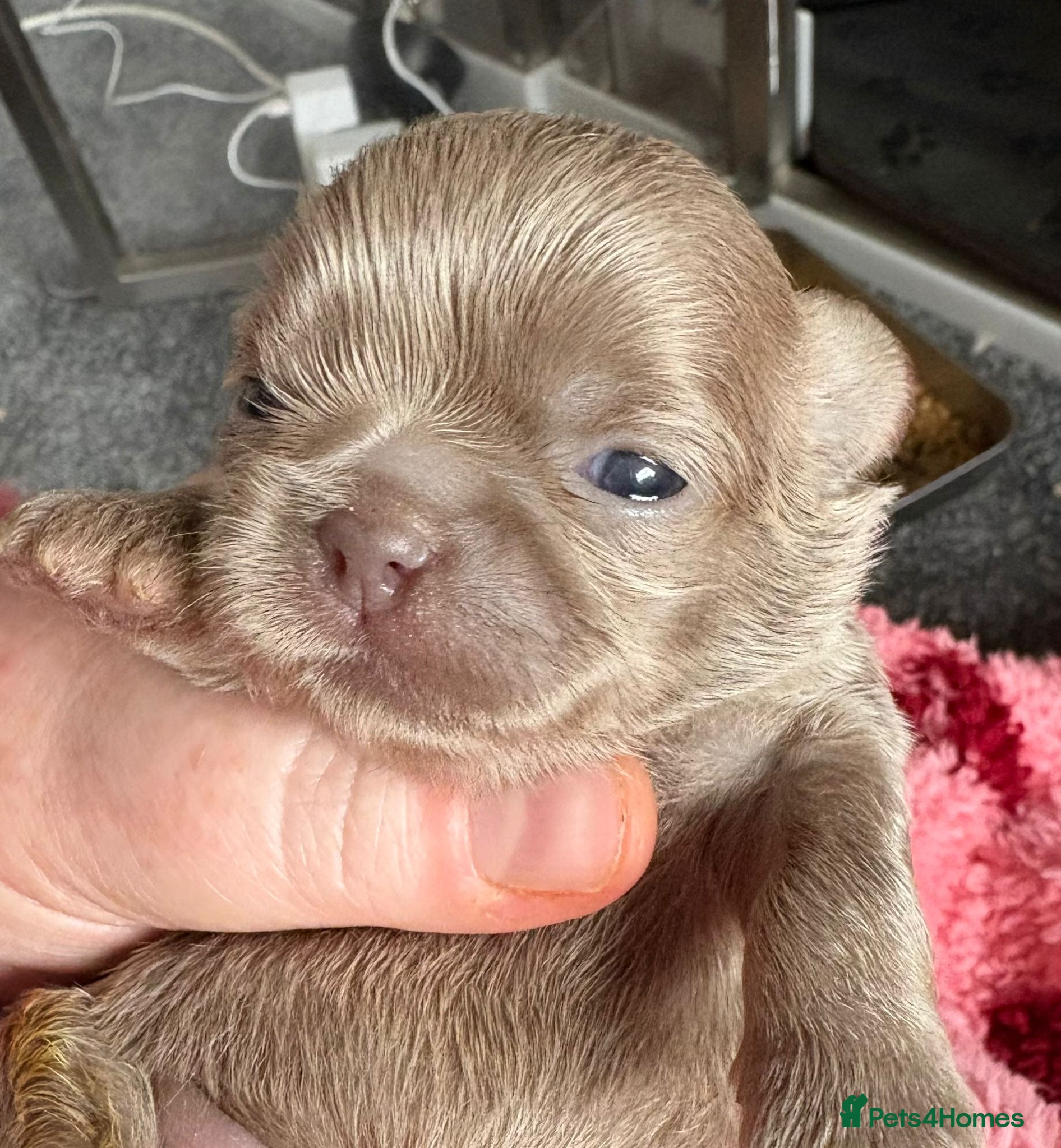 Shih Tzu dogs  Beautiful KC Smoke Blue & Pearl Lavender Puppies - Advert 3