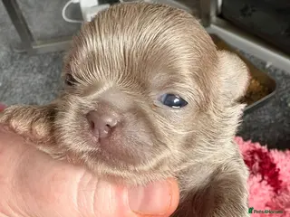 Shih Tzu dogs Beautiful KC Smoke Blue & Pearl Lavender Puppies - Advert 3