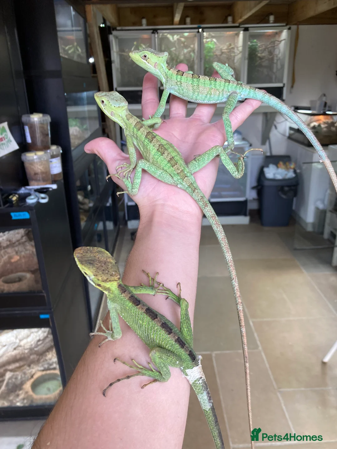Iguana reptiles for sale: Eastern Casquehead & Hernandez’s Helmeted Iguanas - Advert 6