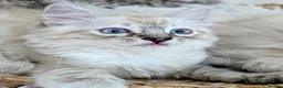 Maine Coon cats for sale: Maine coon ragdoll kittens for devoted owners in Paisley - Advert 5