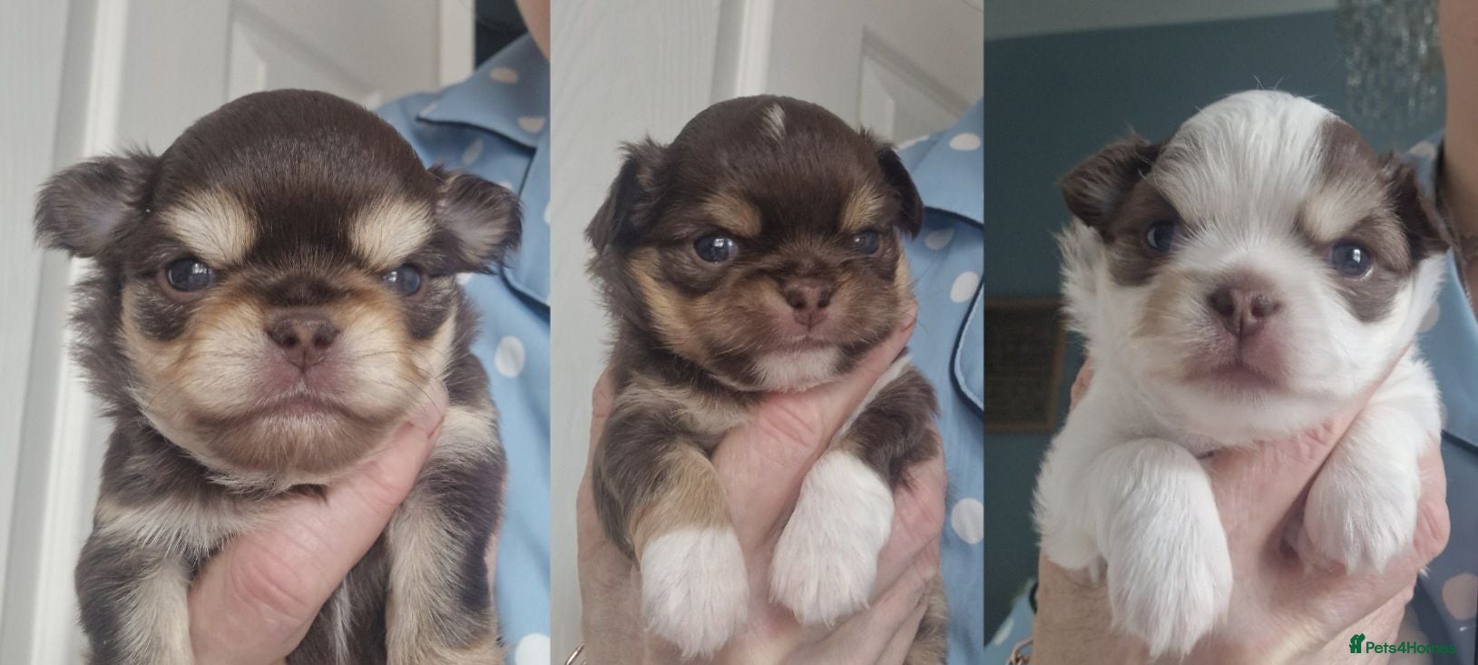 Chihuahua dogs  Long Coat KC CHI pups 2 BOYS & 1 GIRL - Advert 7