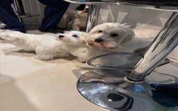 Coton De Tulear dogs for sale: Coton de tulear puppies for sale  - Advert 6