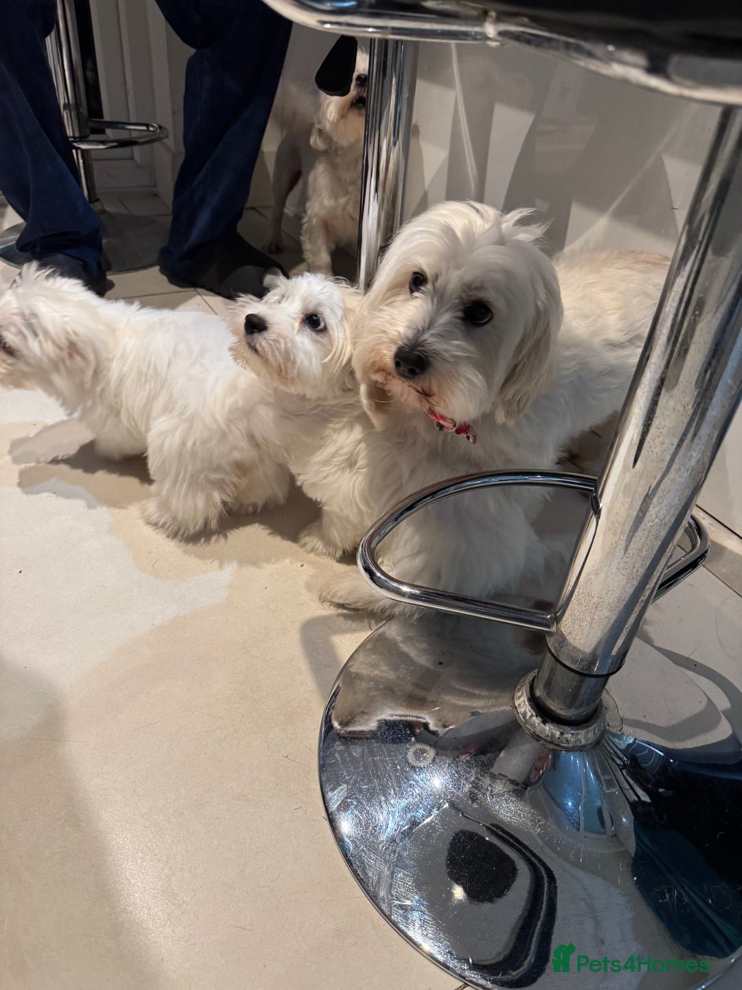 Coton De Tulear dogs for sale: Coton de tulear puppies for sale  - Advert 6