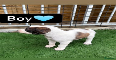 Mixed Breed dogs Pure saluki-greyhound puppies  - Advert 6