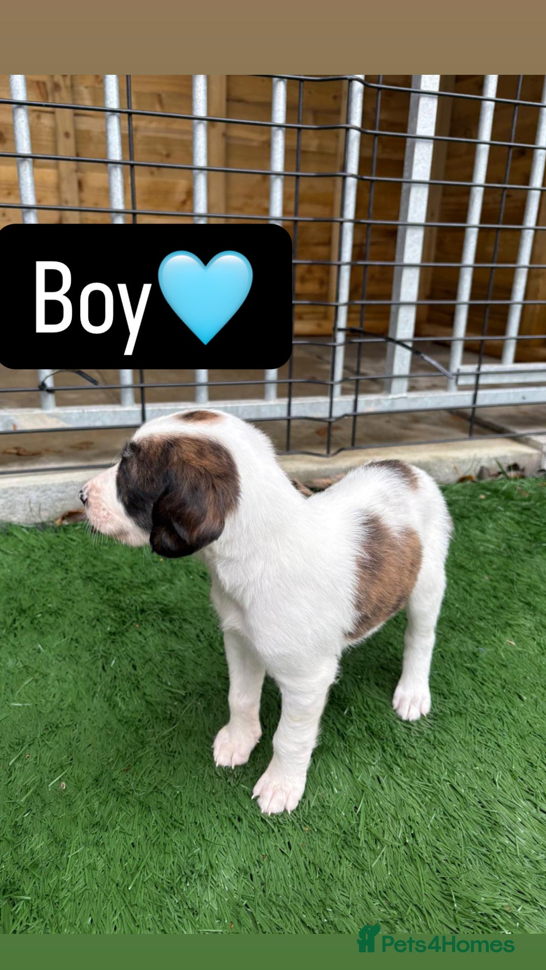 Mixed Breed dogs for sale: Pure saluki-greyhound puppies  - Advert 3