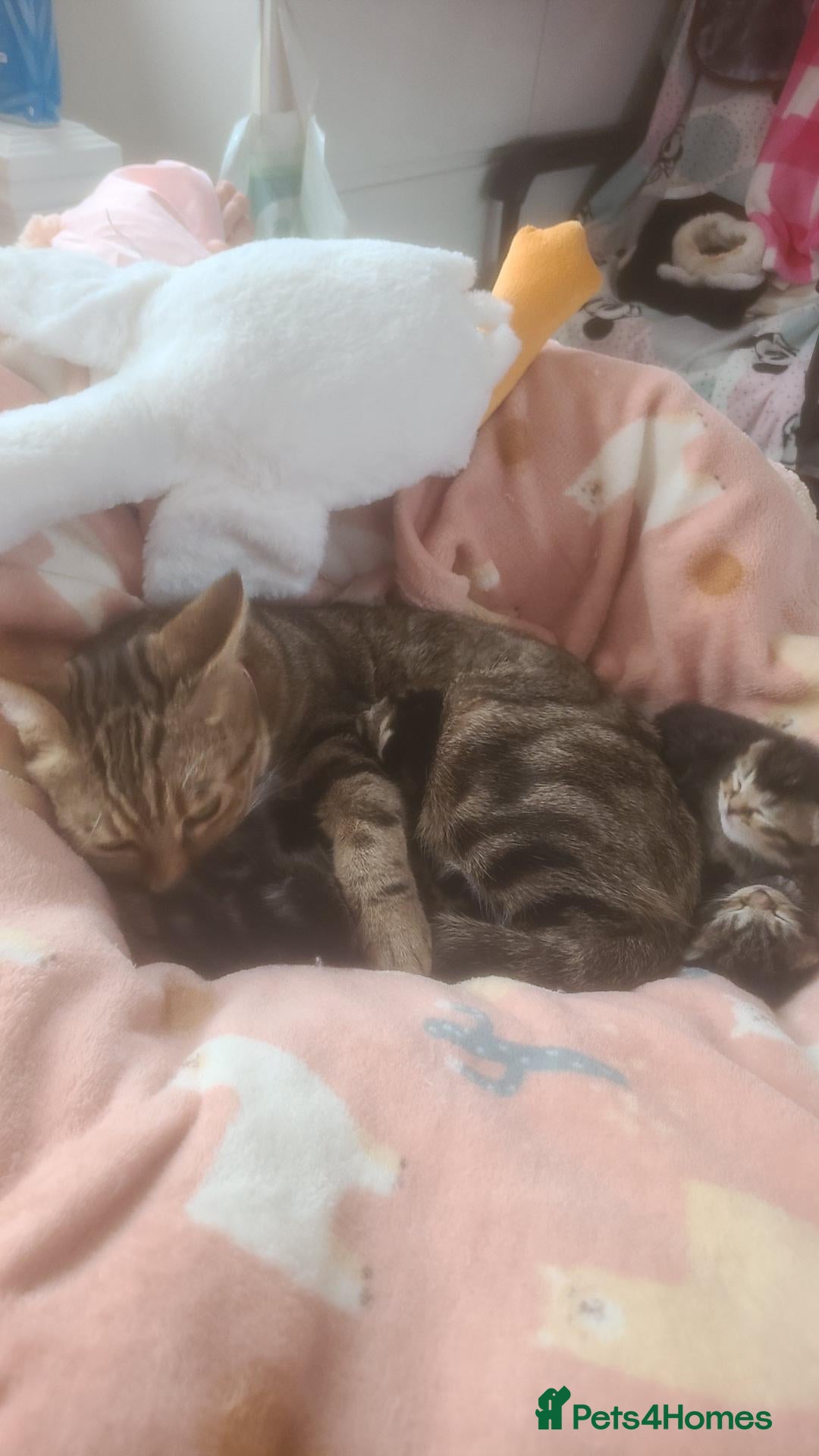 Mixed Breed cats for sale: Only 1 last female tabby mix British blue left  - Advert 3