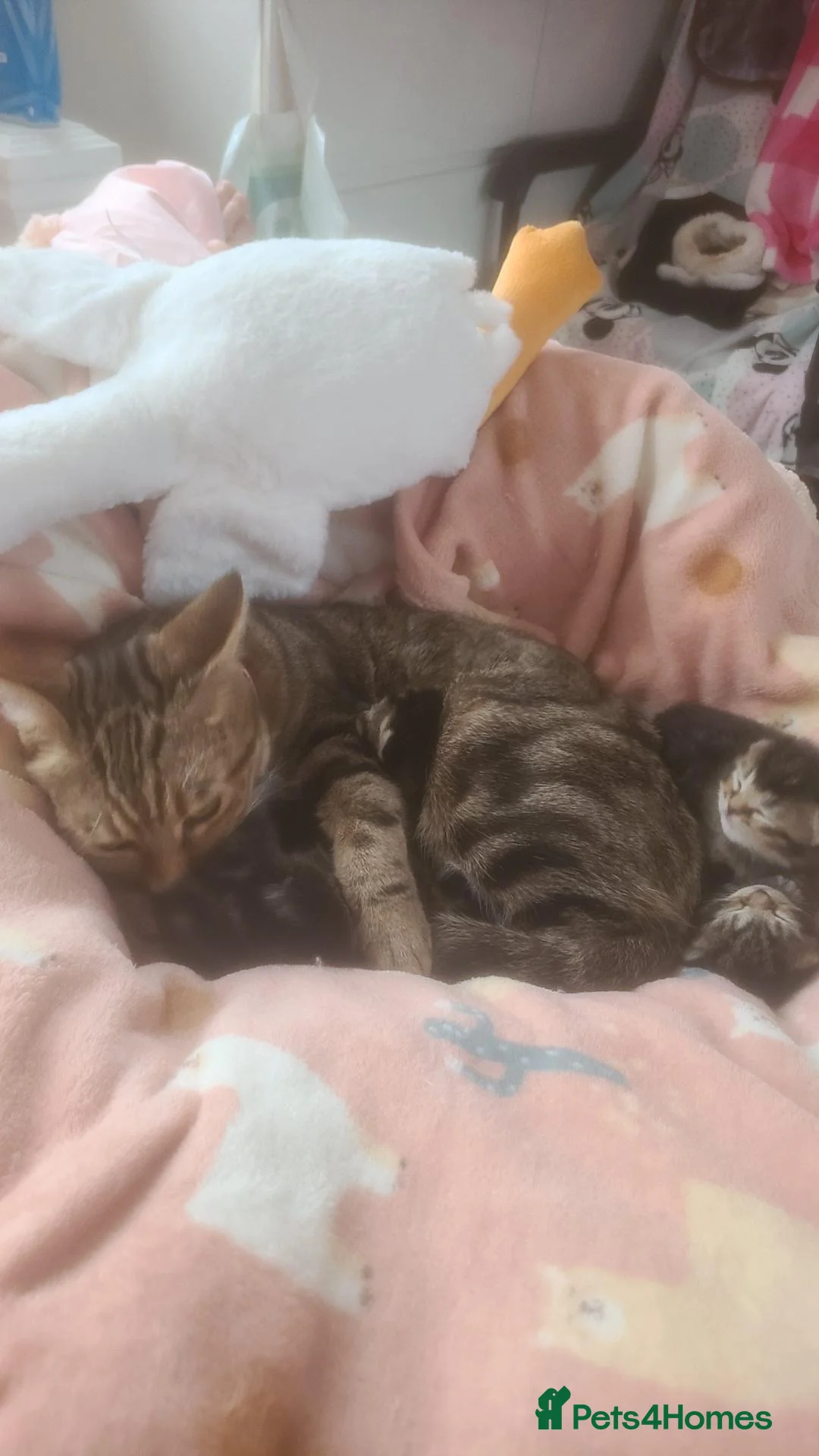 Mixed Breed cats for sale: Only 1 last female tabby mix British blue left  - Advert 1