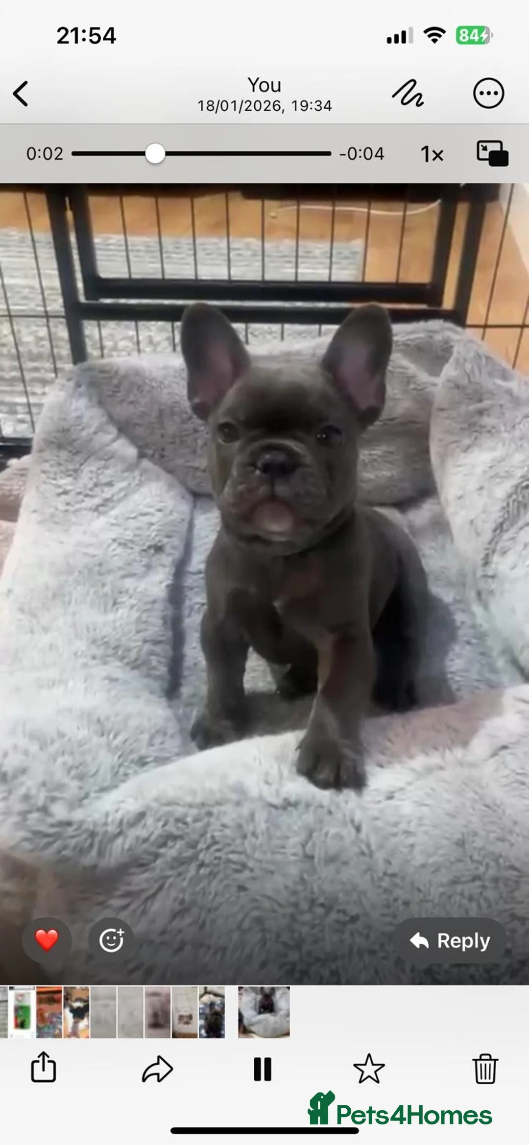 French Bulldog dogs for sale: Kc registered girl ready to go now - Advert 2