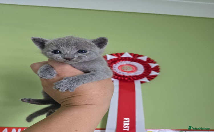 Russian Blue cats - Advert 4