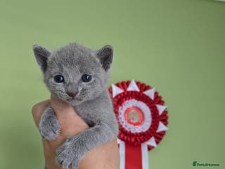 Russian Blue cats TOP Quality TICA Reg Russian blue kittens - Advert 6