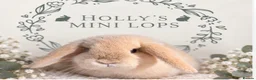Mini Lop rabbits for sale: Gorgeous mini lops for sale  - Advert 5
