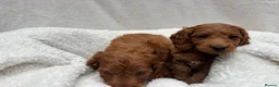 Cavapoo dogs for sale: Cavapoo puppies - Advert 10