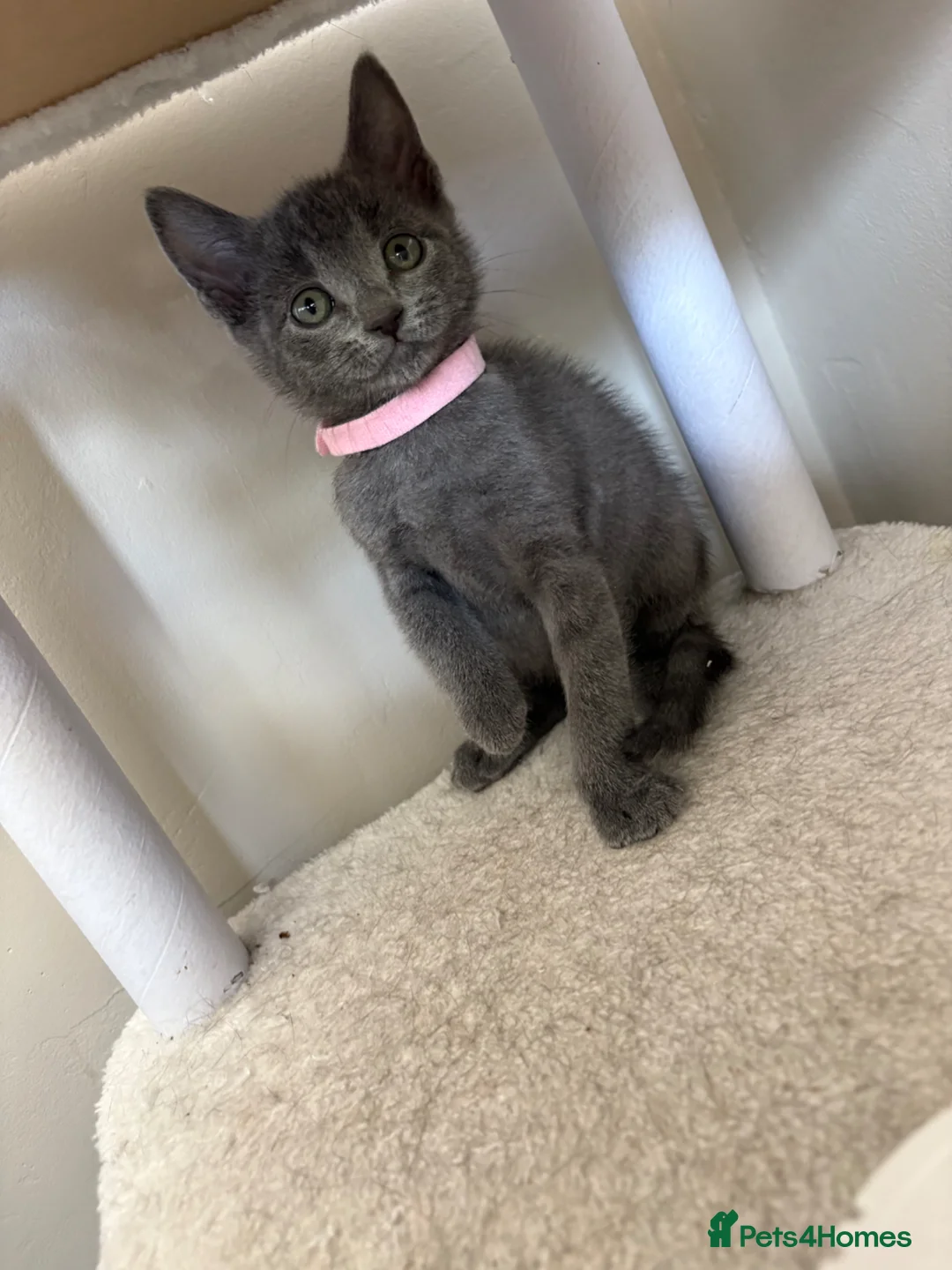 Russian Blue cats for sale: Russian blue x British shorthair  - Advert 1