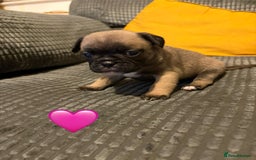 Frug dogs for sale: 3/4 frenchie 1/4 pug pups for sale  - Image 1