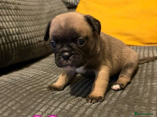 Frug dogs for sale - Advert 1