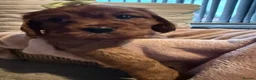 Cavalier King Charles Spaniel dogs for sale: Beautiful KC Registered Litter - Advert 26