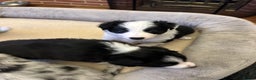 Border Collie dogs for sale: Beautiful litter of 8 border collies puppies - Advert 17