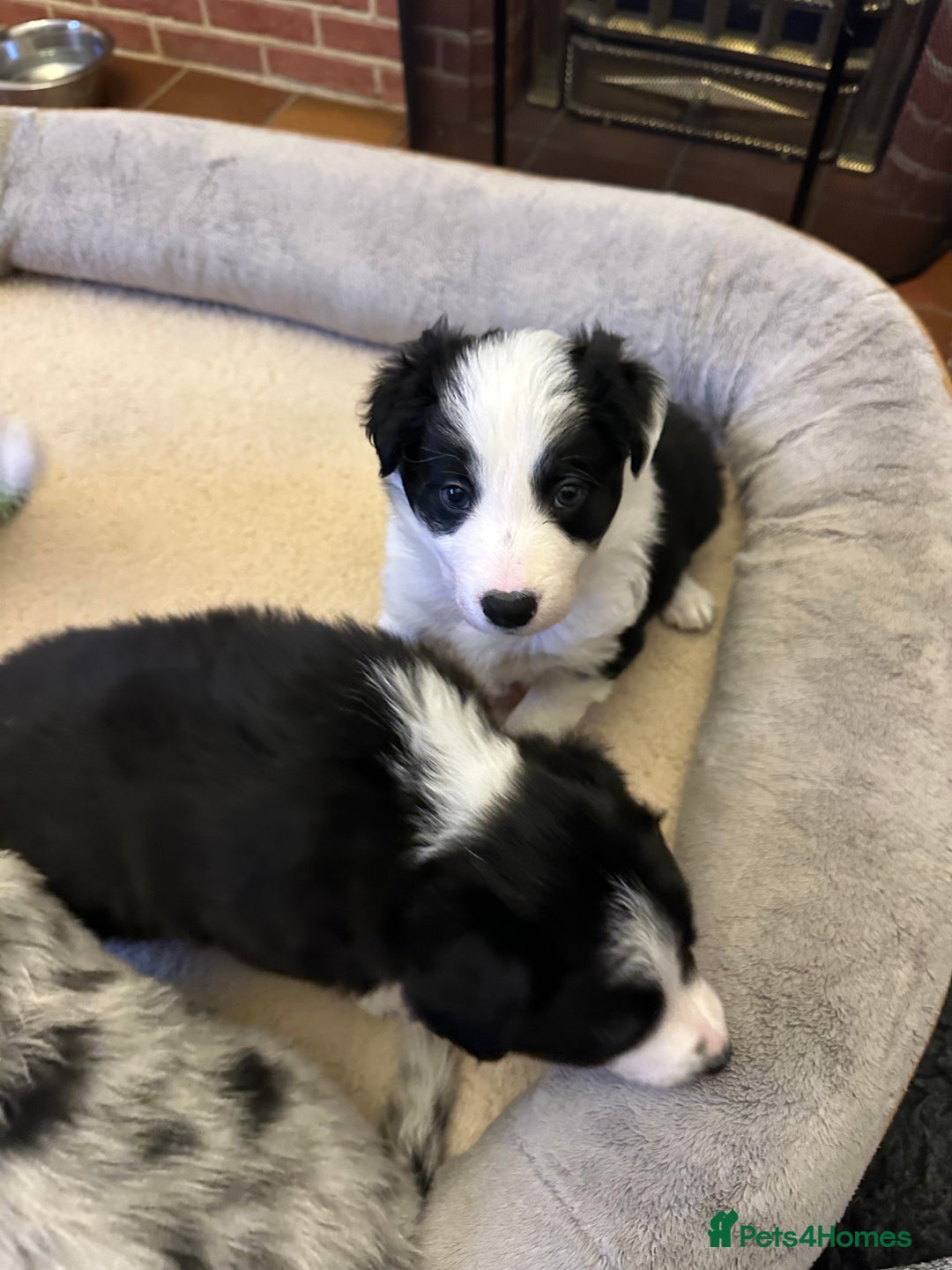 Border Collie dogs for sale: Beautiful litter of 8 border collies puppies - Advert 17
