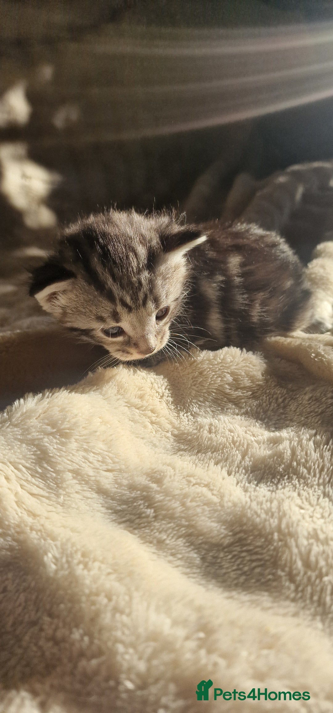 Maine Coon cats for sale: Maine Coon Kittens  - Advert 10