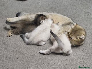 Scottish Fold cats - Advert 3