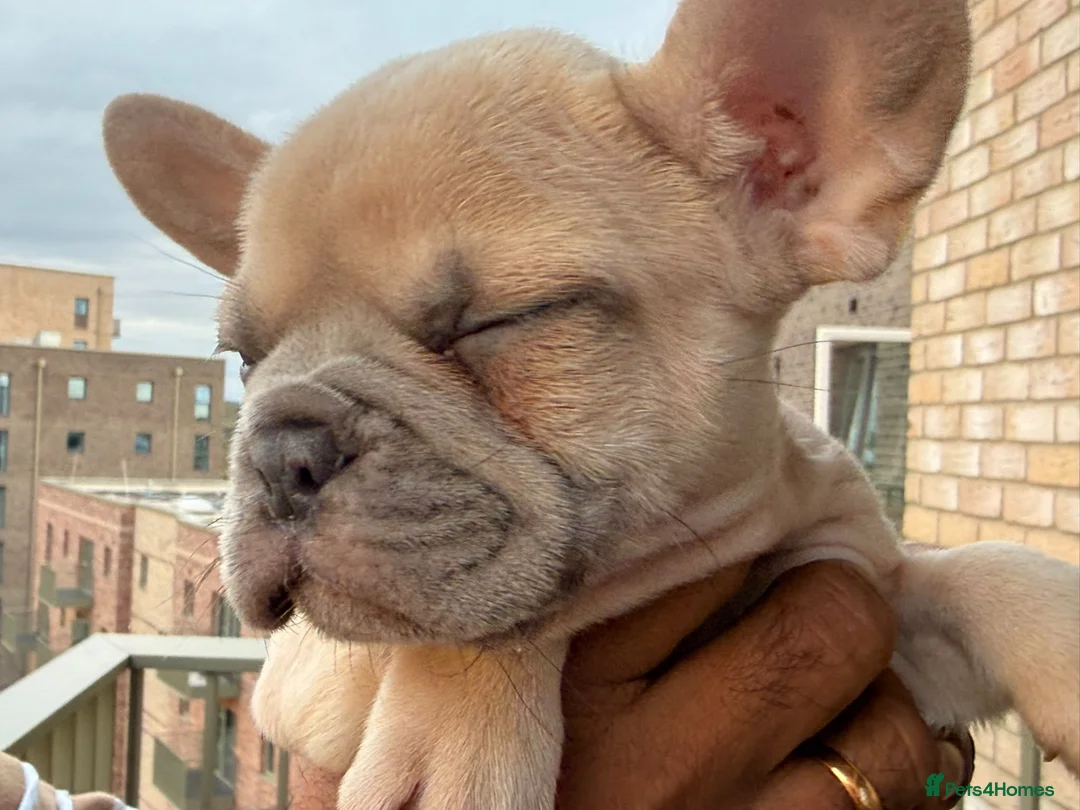French Bulldog dogs for sale: ‼️FinalPriceDrop‼️Beautiful FrenchBulldog Puppies  - Advert 1