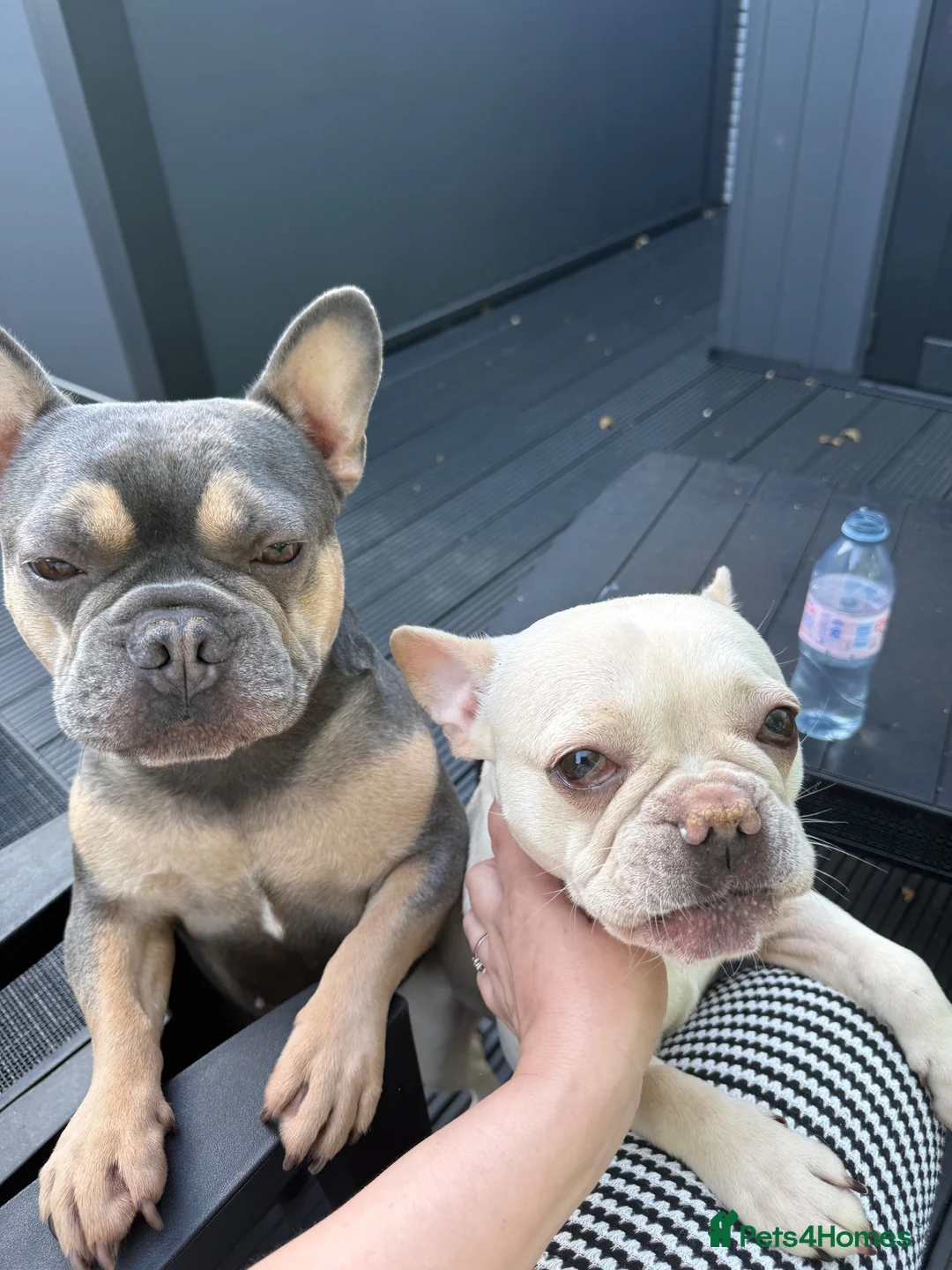 French Bulldog dogs for sale: Male and female frenchie  - Advert 1
