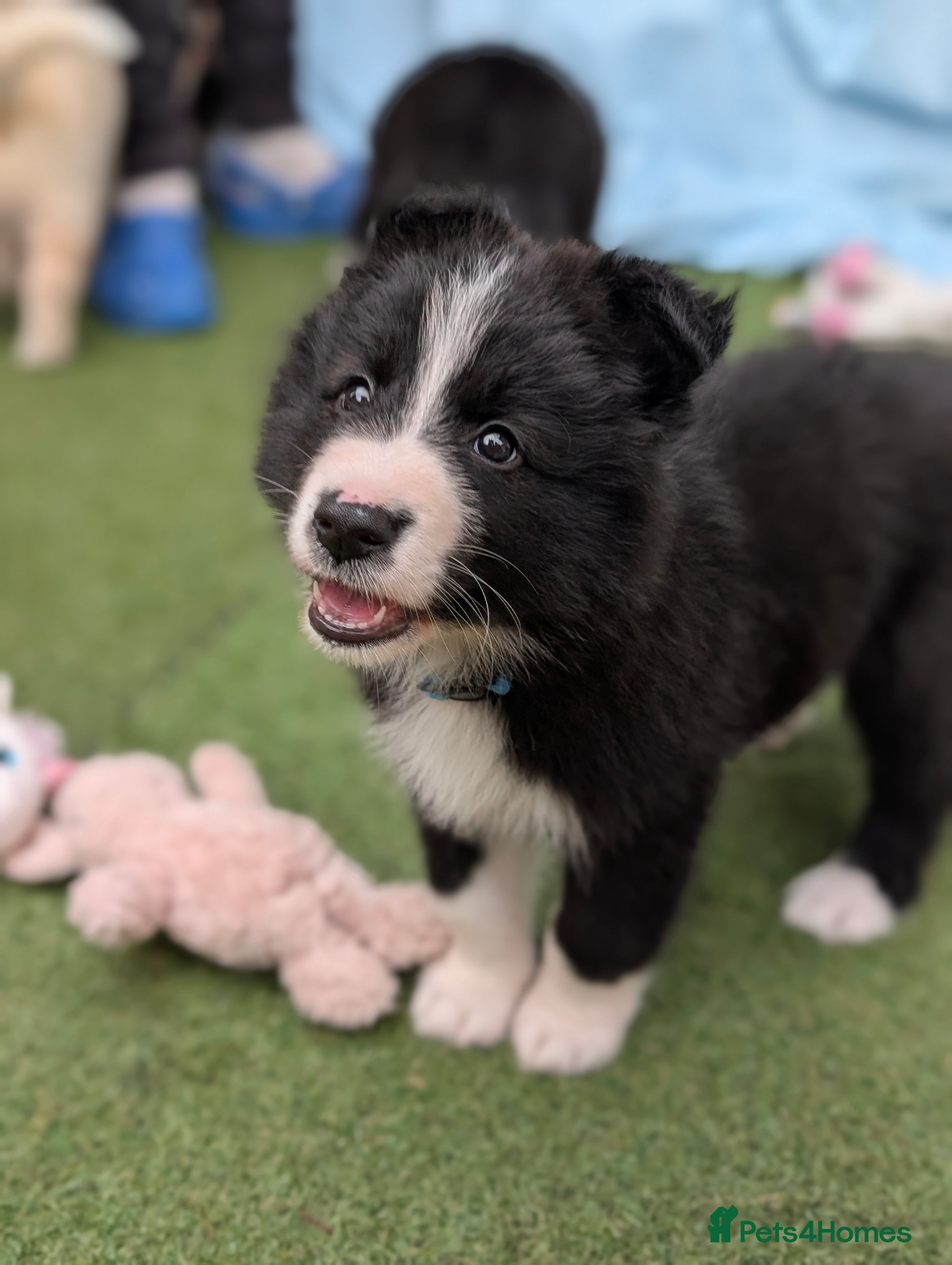 Mixed Breed dogs £850 last 2 available swiss shep/collie/husky pup  - Advert 15