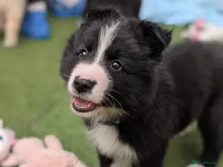 Mixed Breed dogs £850 last 2 available swiss shep/collie/husky pup - Advert 1