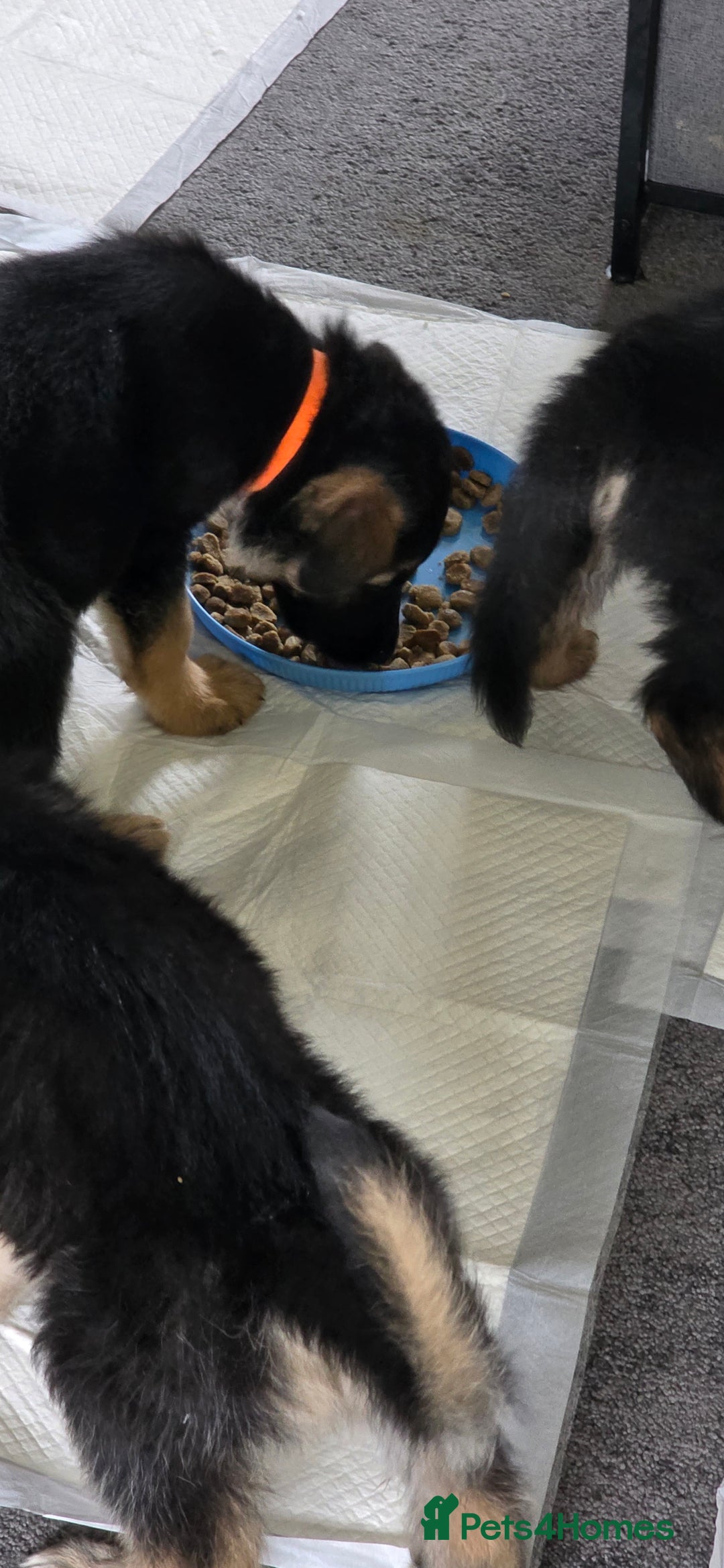 German Shepherd dogs for sale: German shepherd pups - Image 13