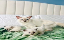 Ragdoll cats for sale: Gorgeous pedigree little babies  - Image 3