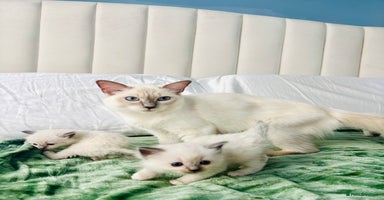 Ragdoll cats - Advert 8