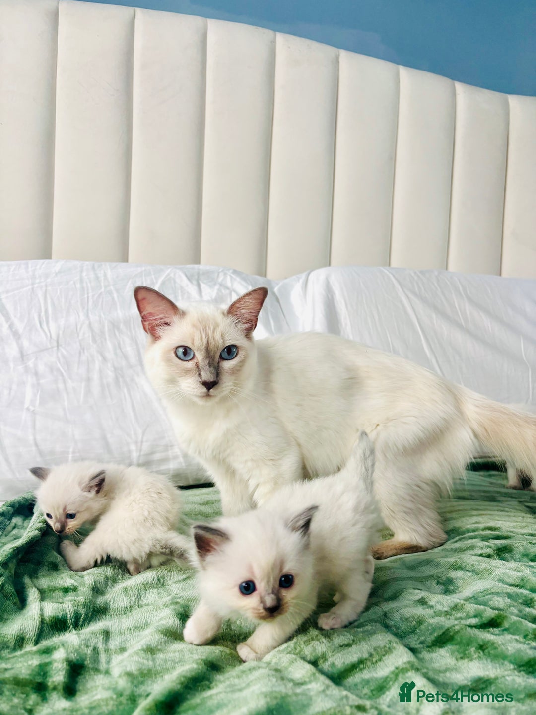 Ragdoll cats for sale: Gorgeous pedigree little babies  - Image 3